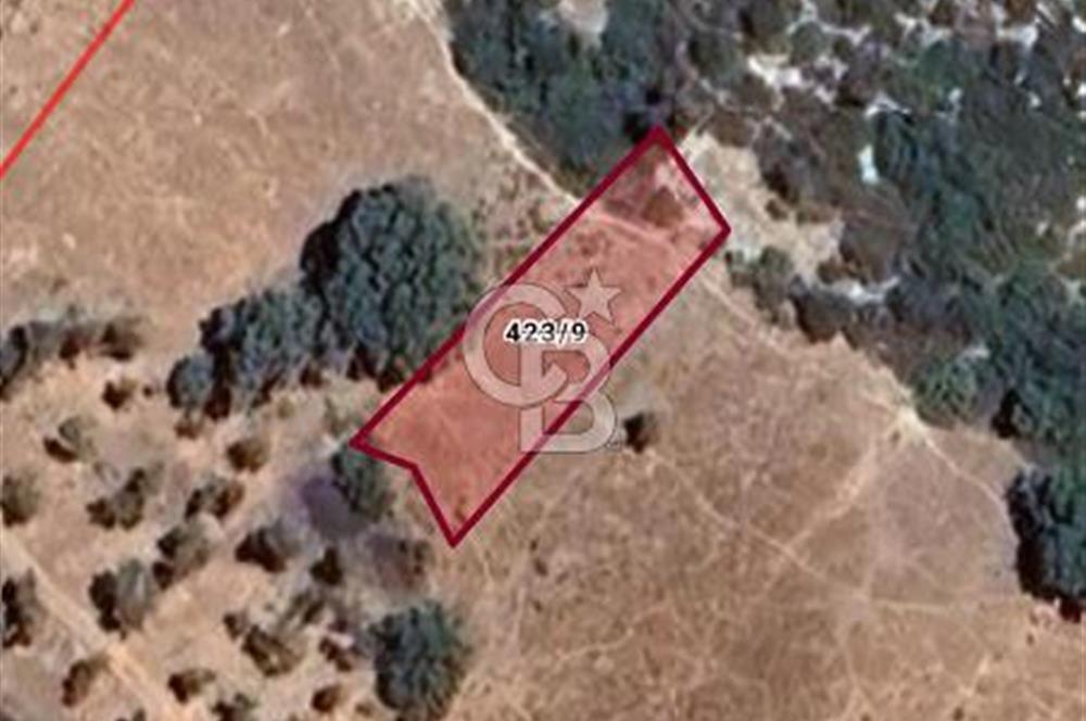 Karaburun Saip Merkezde Denize 400 M Mesafede Satılık Tarla 
