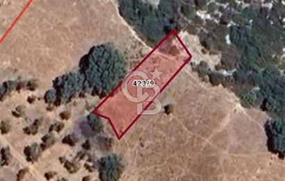 Karaburun Saip Merkezde Denize 400 M Mesafede Satılık Tarla 