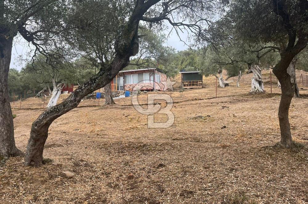 Bayındır Karahayıt'de Özel Konumlu Satılık Muhteşem Zeytinlik