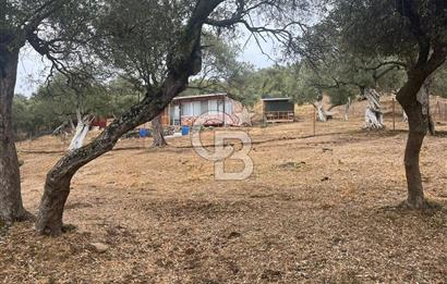 Bayındır Karahayıt'de Özel Konumlu Satılık Muhteşem Zeytinlik