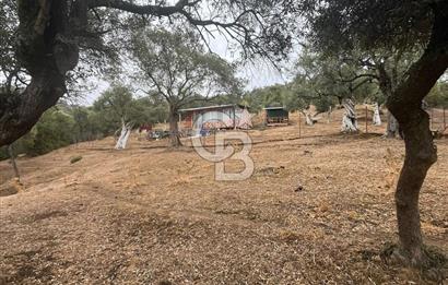 Bayındır Karahayıt'de Özel Konumlu Satılık Muhteşem Zeytinlik