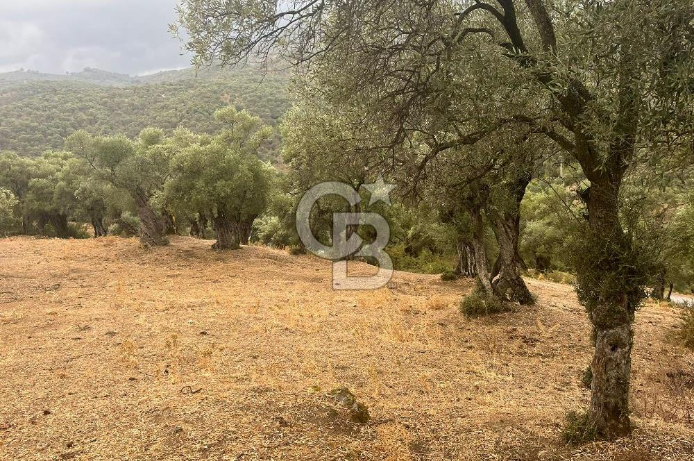 Bayındır'da Köye Yakın Yola Cepheli Satılık 1500 M2 Zeytinlik