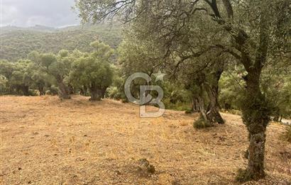Bayındır'da Köye Yakın Yola Cepheli Satılık 1500 M2 Zeytinlik
