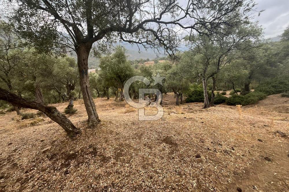 Bayındır'da Köye Yakın Yola Cepheli Satılık 1500 M2 Zeytinlik