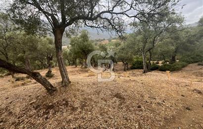 Bayındır'da Köye Yakın Yola Cepheli Satılık 1500 M2 Zeytinlik