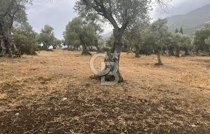Bayındır'da Köye Yakın Yola Cepheli Satılık 1500 M2 Zeytinlik