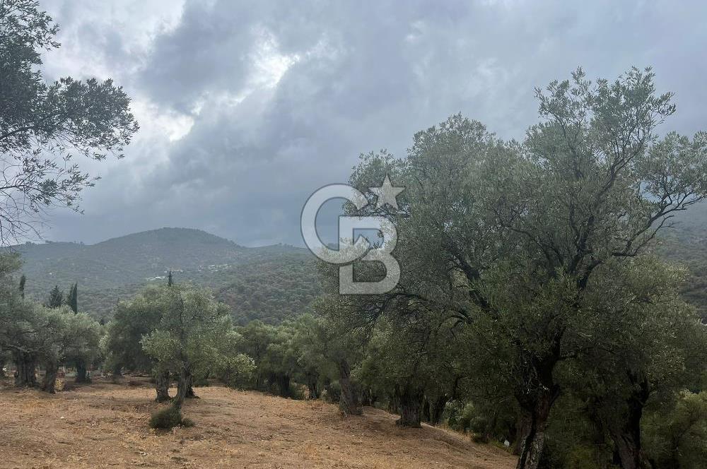 Bayındır'da Köye Yakın Yola Cepheli Satılık 1500 M2 Zeytinlik