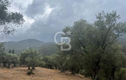 Bayındır'da Köye Yakın Yola Cepheli Satılık 1500 M2 Zeytinlik
