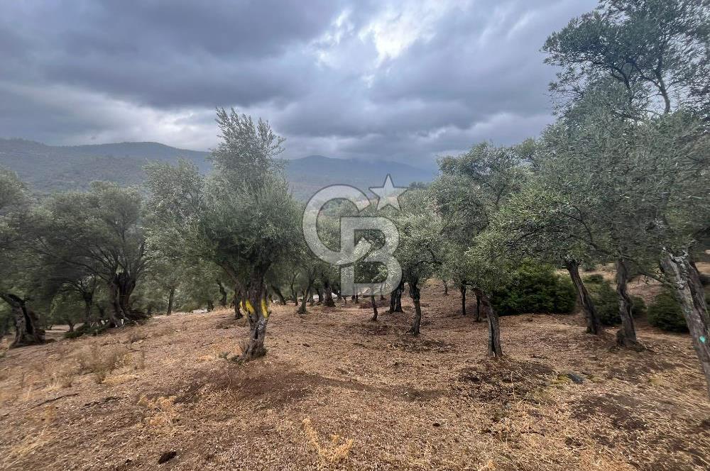 Bayındır'da Köye Yakın Yola Cepheli Satılık 1500 M2 Zeytinlik