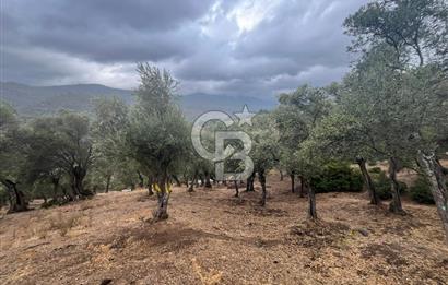 Bayındır'da Köye Yakın Yola Cepheli Satılık 1500 M2 Zeytinlik