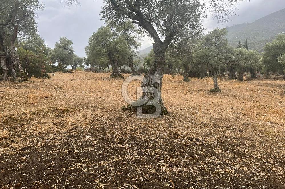 Bayındır'da Köye Yakın Yola Cepheli Satılık 1500 M2 Zeytinlik