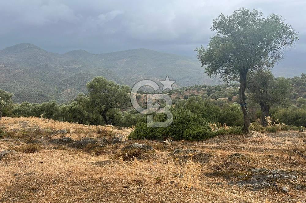 Bayındır'da Köy İçinde Satılık 1519 M2 Zeytinlik