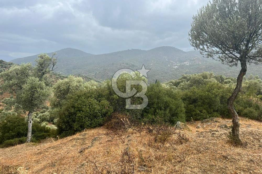 Bayındır'da Köy İçinde Satılık 1519 M2 Zeytinlik