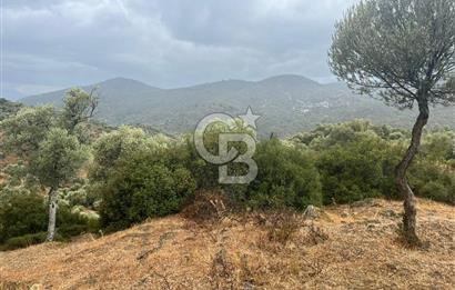 Bayındır'da Köy İçinde Satılık 1519 M2 Zeytinlik