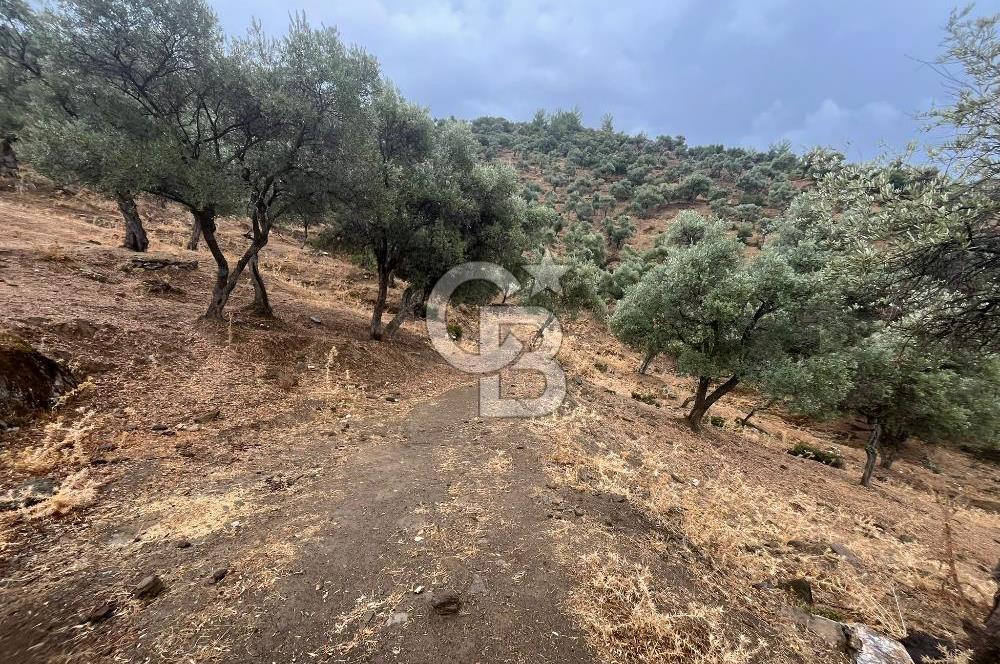 Bayındır'da Köy İçinde Satılık 1519 M2 Zeytinlik