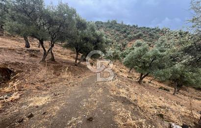 Bayındır'da Köy İçinde Satılık 1519 M2 Zeytinlik