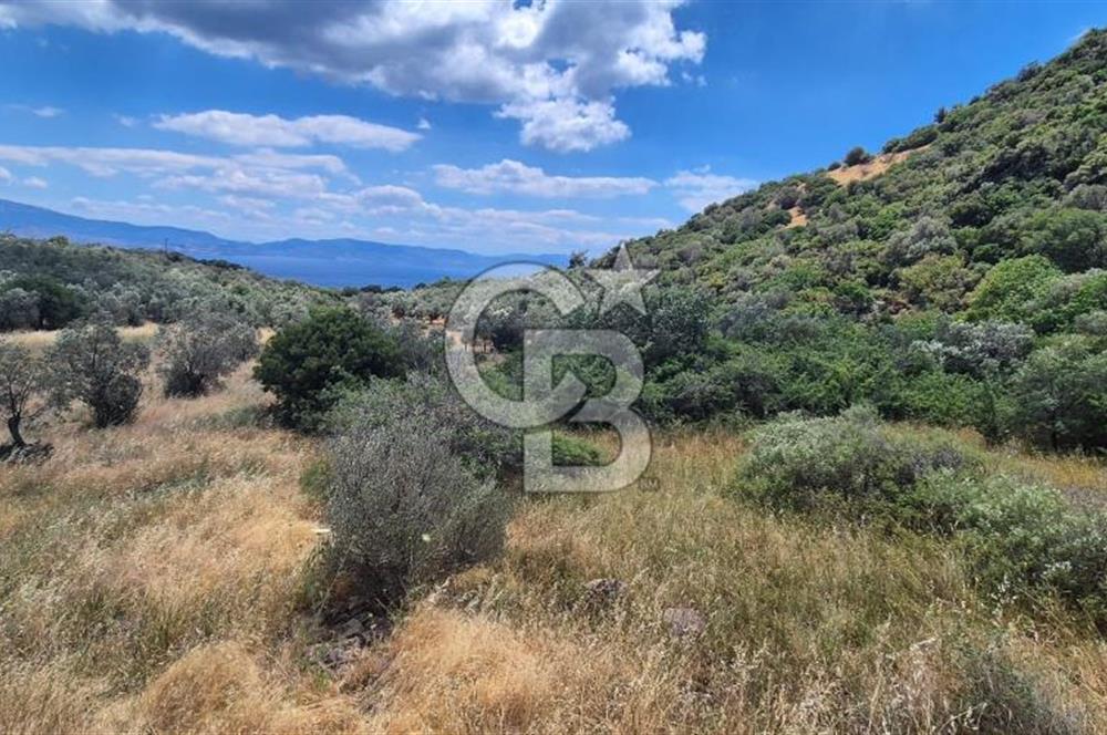 Çanakkale Ayvacık Babakale satılık 3400 m2 tarla zeytinlik uygun
