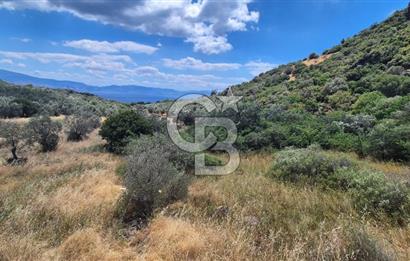 Çanakkale Ayvacık Babakale satılık 3400 m2 tarla zeytinlik uygun