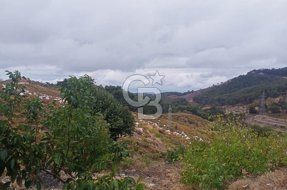1275337301 Kavacıkta Asfalt Üzerinde 15.186 m2 Tek Tapulu Bağ-Bahçe