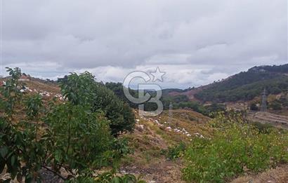 1275337301 Kavacıkta Asfalt Üzerinde 15.186 m2 Tek Tapulu Bağ-Bahçe