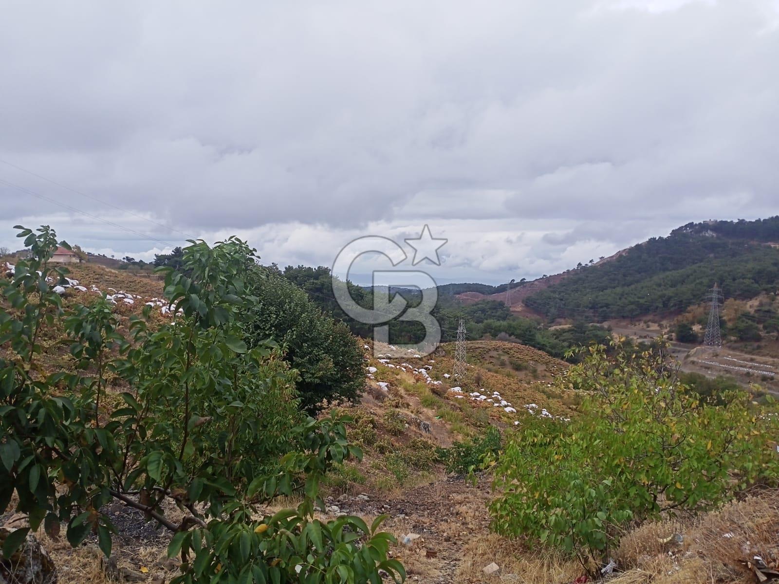 1275337301 Kavacıkta Asfalt Üzerinde 15.186 m2 Tek Tapulu Bağ-Bahçe