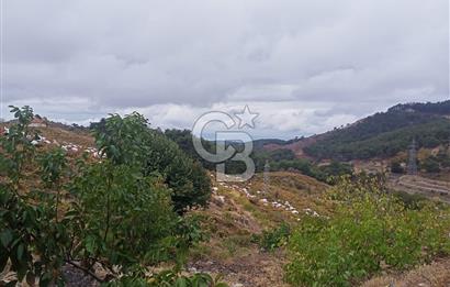 1275337301 Kavacıkta Asfalt Üzerinde 15.186 m2 Tek Tapulu Bağ-Bahçe