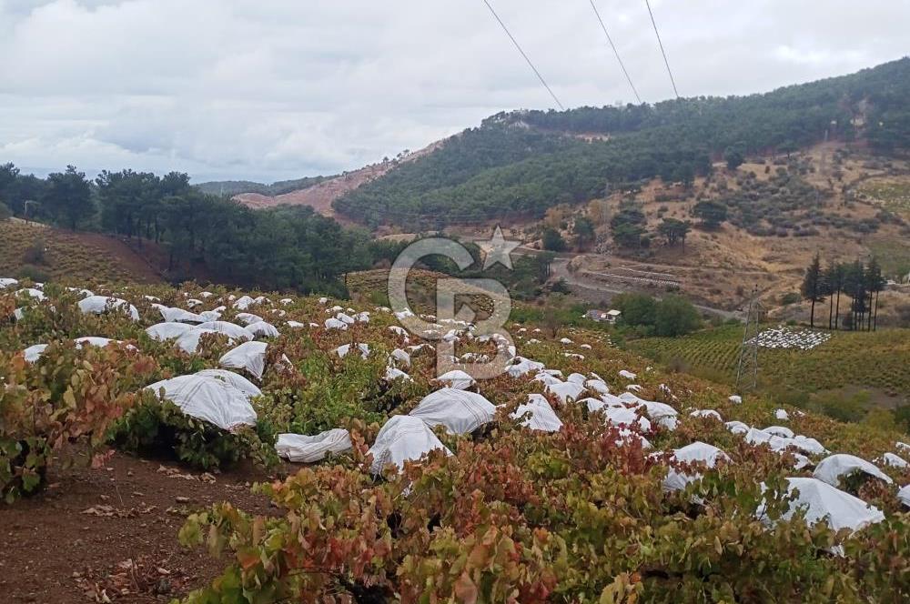 1275337301 Kavacıkta Asfalt Üzerinde 15.186 m2 Tek Tapulu Bağ-Bahçe