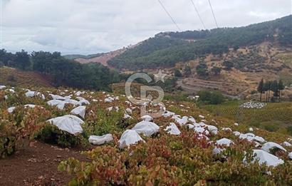 1275337301 Kavacıkta Asfalt Üzerinde 15.186 m2 Tek Tapulu Bağ-Bahçe
