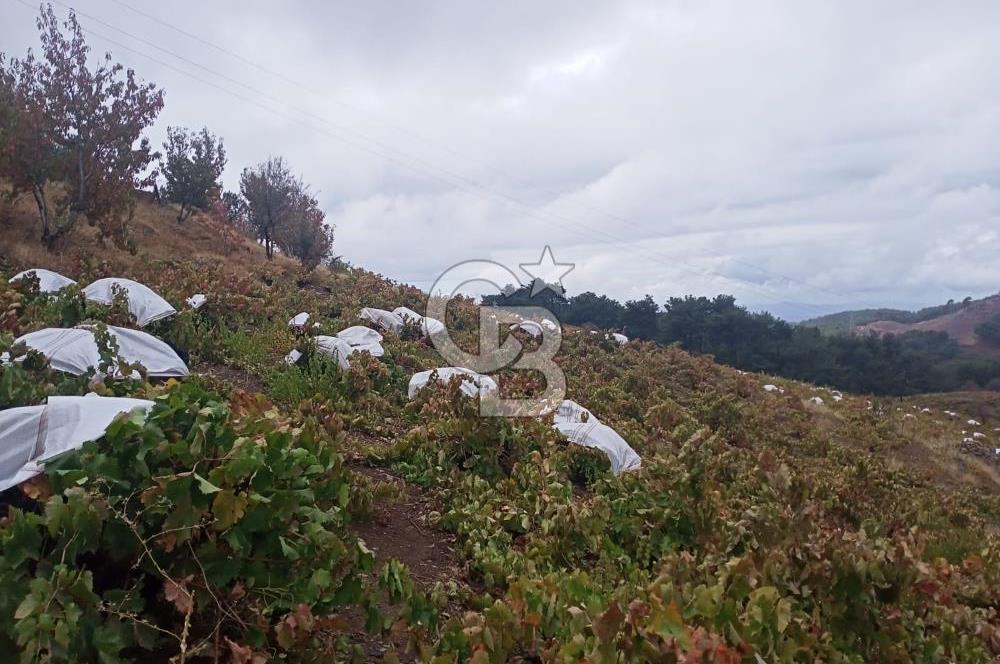 1275337301 Kavacıkta Asfalt Üzerinde 15.186 m2 Tek Tapulu Bağ-Bahçe