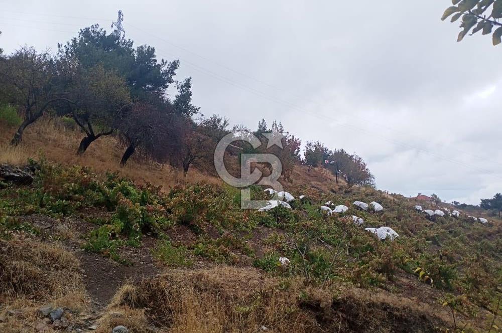 1275337301 Kavacıkta Asfalt Üzerinde 15.186 m2 Tek Tapulu Bağ-Bahçe