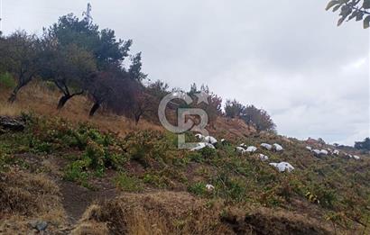 1275337301 Kavacıkta Asfalt Üzerinde 15.186 m2 Tek Tapulu Bağ-Bahçe