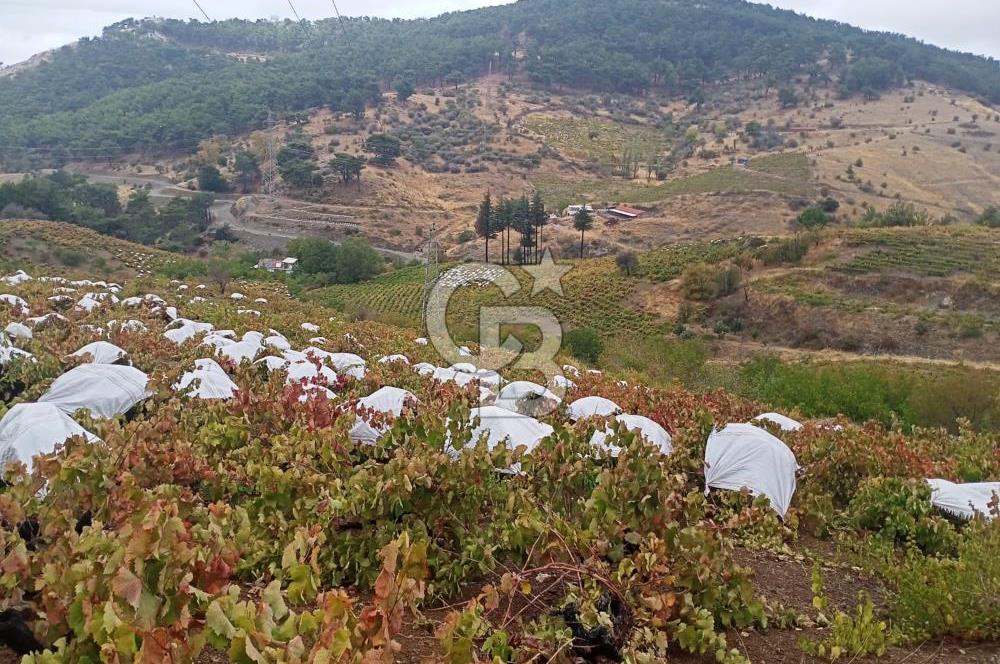 1275337301 Kavacıkta Asfalt Üzerinde 15.186 m2 Tek Tapulu Bağ-Bahçe