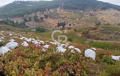 1275337301 Kavacıkta Asfalt Üzerinde 15.186 m2 Tek Tapulu Bağ-Bahçe