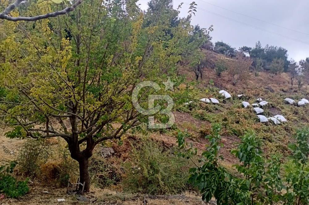 1275337301 Kavacıkta Asfalt Üzerinde 15.186 m2 Tek Tapulu Bağ-Bahçe