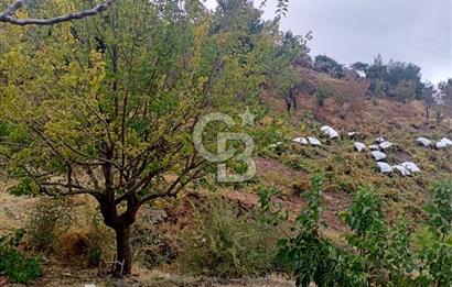 1275337301 Kavacıkta Asfalt Üzerinde 15.186 m2 Tek Tapulu Bağ-Bahçe