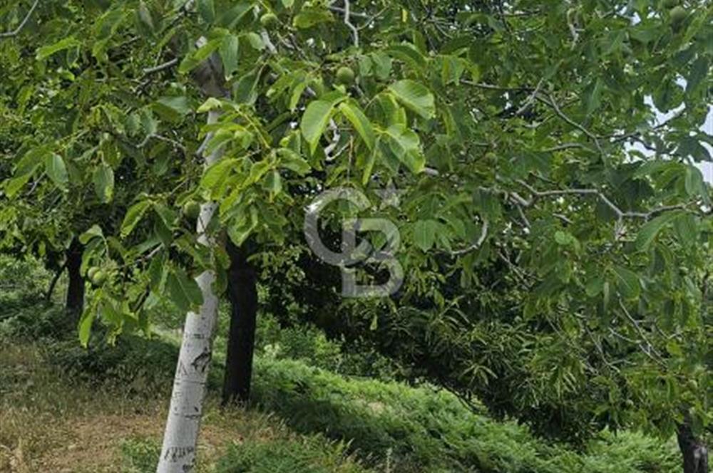 İzmir Tirede Satılık Meyve Bahçesi
