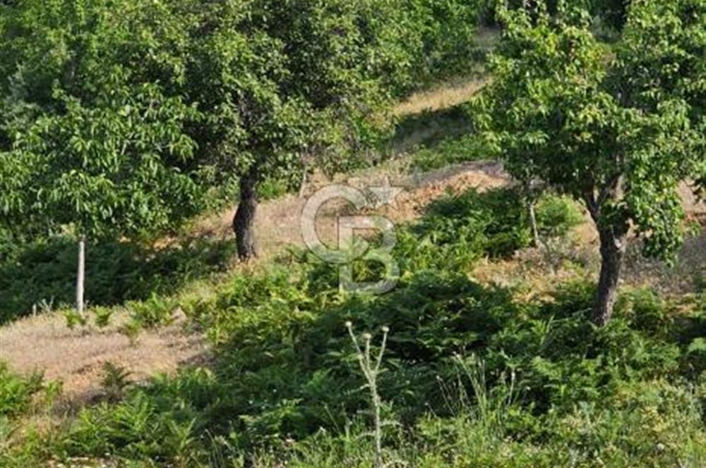 İzmir Tirede Satılık Meyve Bahçesi