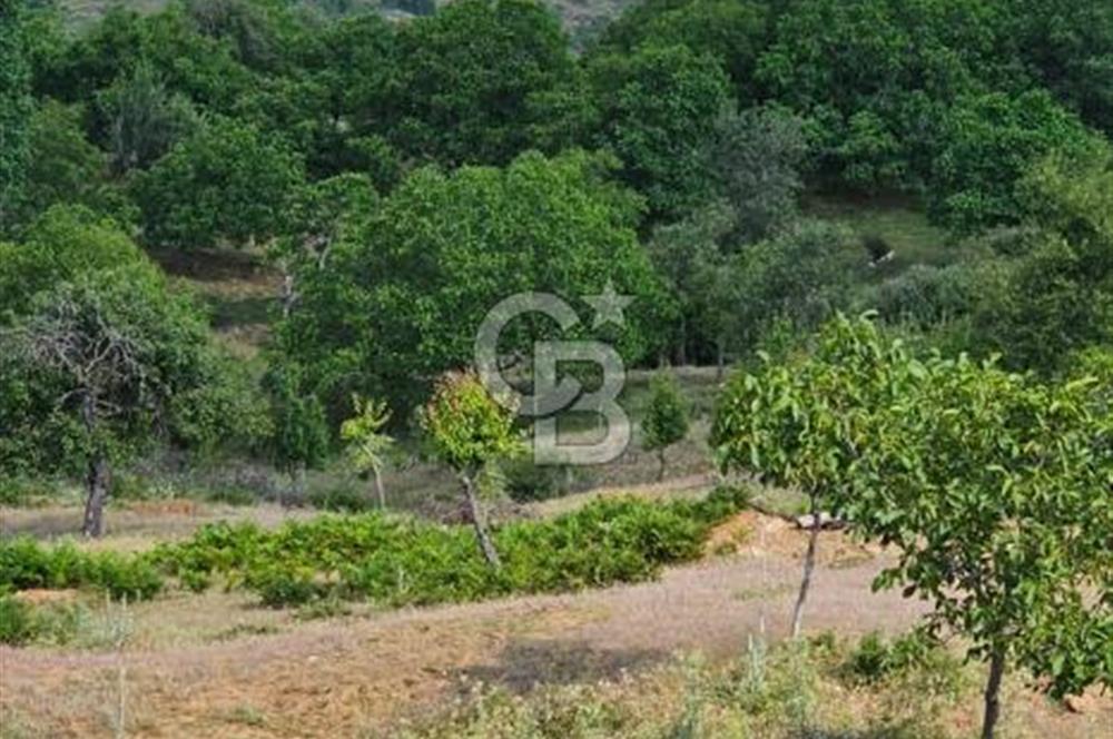 İzmir Tirede Satılık Meyve Bahçesi