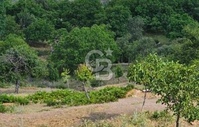 İzmir Tirede Satılık Meyve Bahçesi