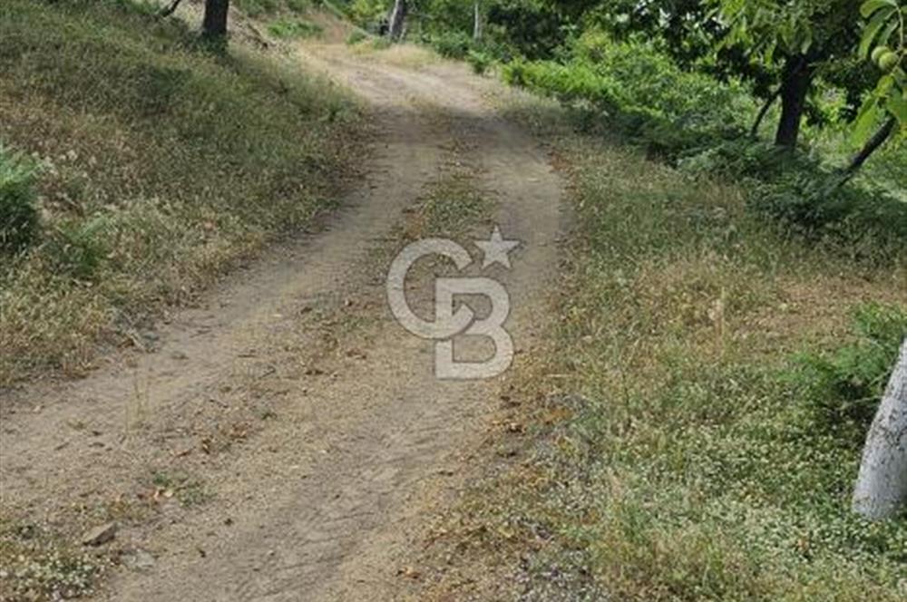 İzmir Tirede Satılık Meyve Bahçesi
