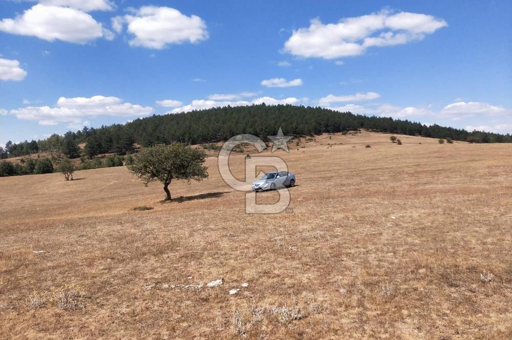 KASTAMONU-KONUKÇA KÖYÜNDE 5.815 m² YATIRIMLIK TARLA KAÇIRMAYIN!