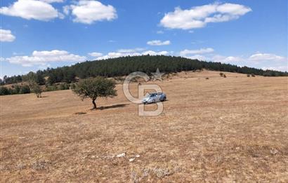 KASTAMONU-KONUKÇA KÖYÜNDE 5.815 m² YATIRIMLIK TARLA KAÇIRMAYIN!