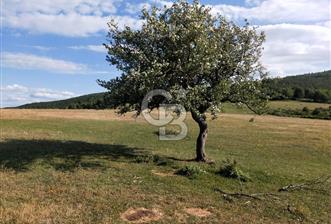 KASTAMONU-KONUKÇA KÖYÜNDE 5.815 m² YATIRIMLIK TARLA KAÇIRMAYIN!