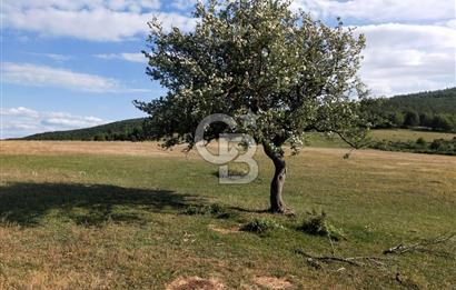 KASTAMONU-KONUKÇA KÖYÜNDE 5.815 m² YATIRIMLIK TARLA KAÇIRMAYIN!
