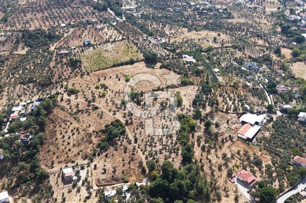 Kemalpaşa Aşağıkızılca'da 6,594 M2 Satılık Tarla