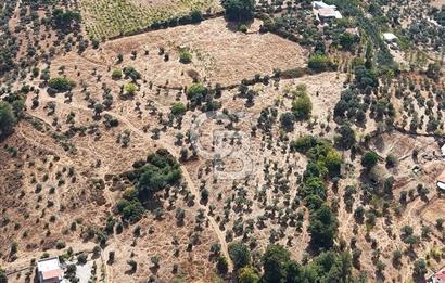 Kemalpaşa Aşağıkızılca'da 6,594 M2 Satılık Tarla