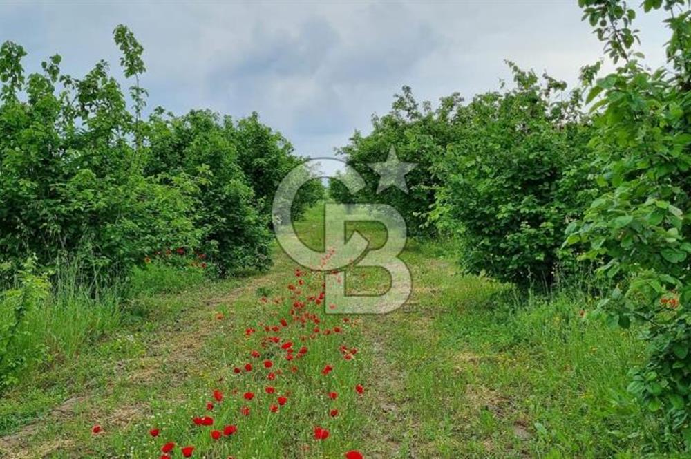 Sakarya Pamukovada Doğa İçinde 114 tane Ayva Ağaçlı Arazi