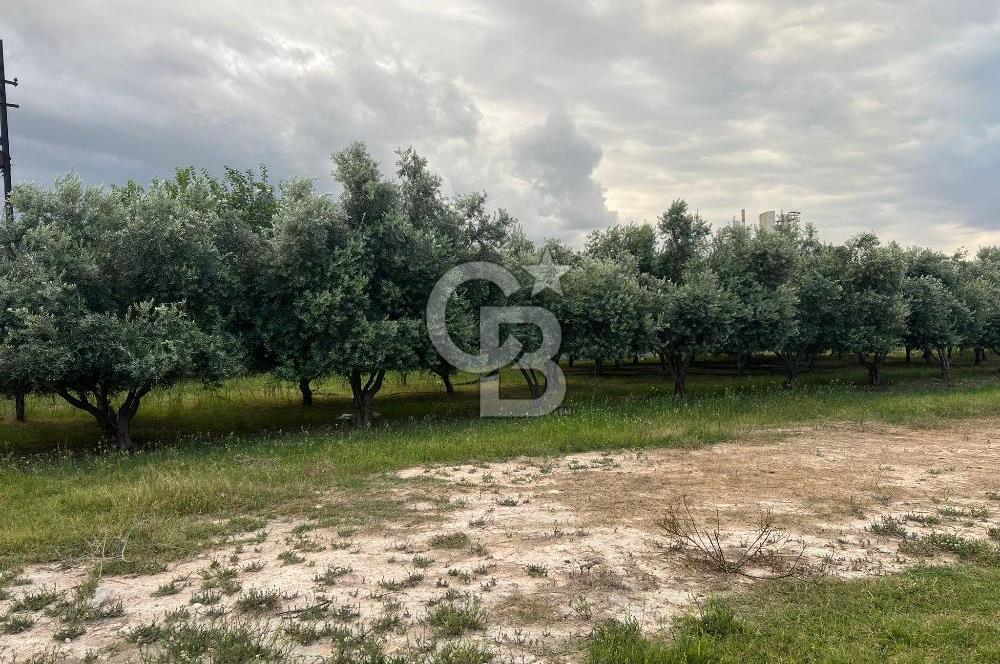 Mersin Akdeniz Tekke ÇİMSA Yakını Satılık Arsa 