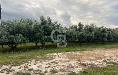 Mersin Akdeniz Tekke ÇİMSA Yakını Satılık Arsa 