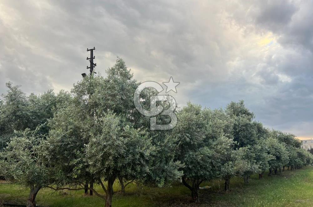 Mersin Akdeniz Tekke ÇİMSA Yakını Satılık Arsa 